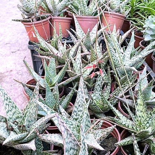 Aloe