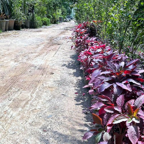 Alternanthera — Red
