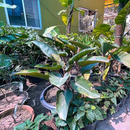 Banana Plant