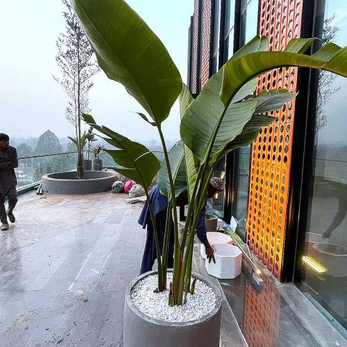 Bird of Paradise
