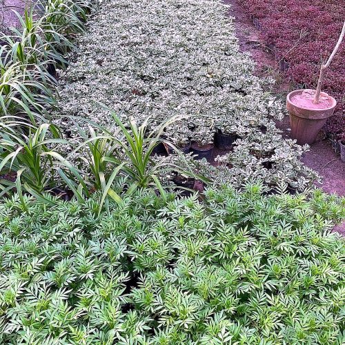 Boxwood Hedging
