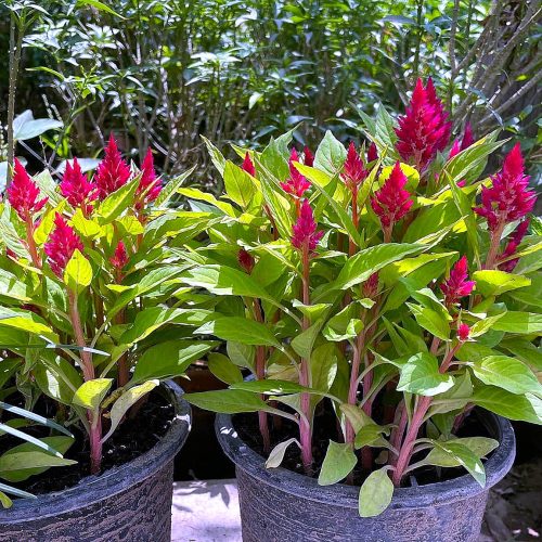 Celosia
