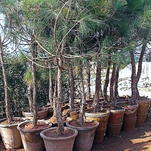 Chir Pine