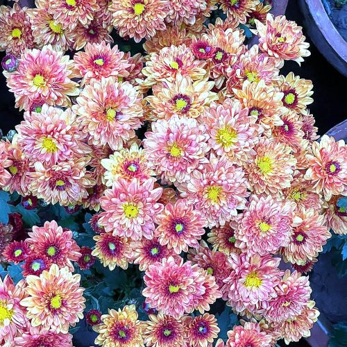 Chrysanthemum — Bronze