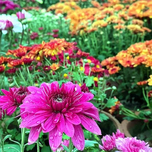 Chrysanthemum — Pink & Red