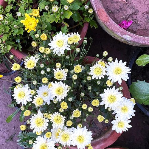 Chrysanthemum — White