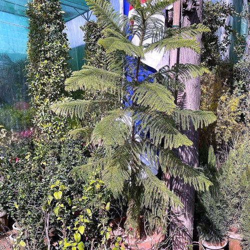Conifer — Column
