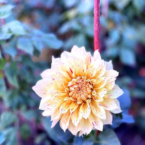 Dahlia — Cream