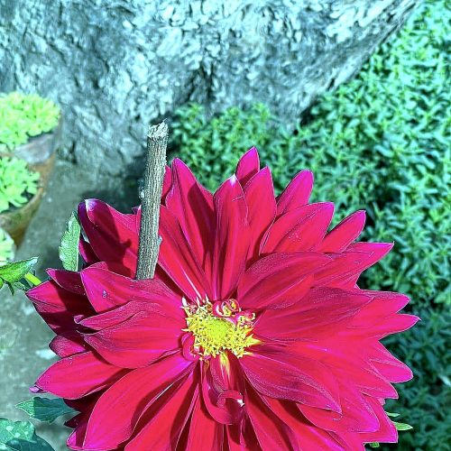 Dahlia — Crimson