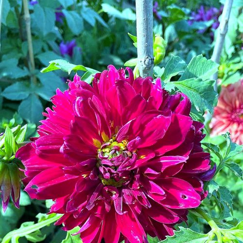 Dahlia — Deep Red