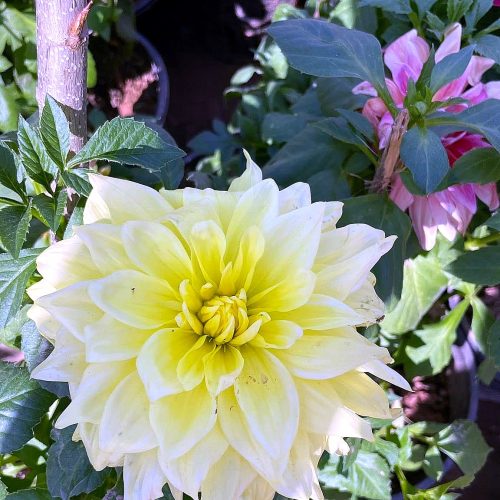Dahlia — Lemon