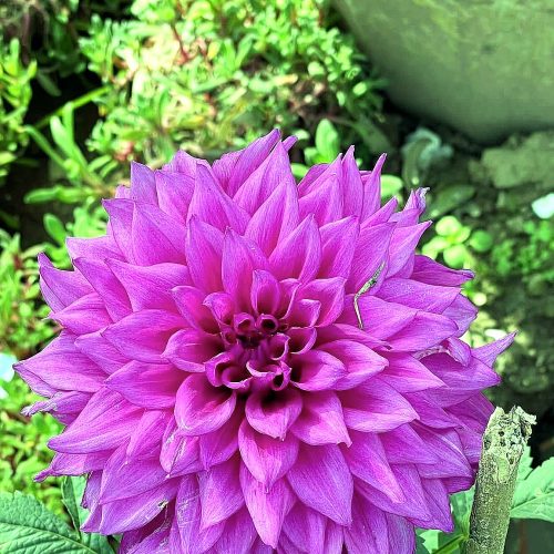 Dahlia — Magenta