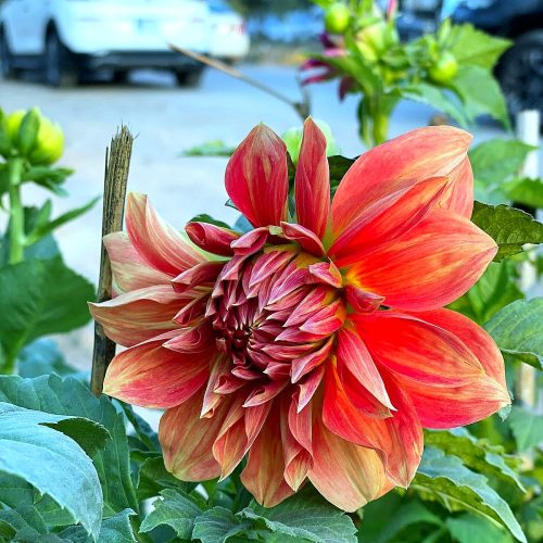 Dahlia — Orange
