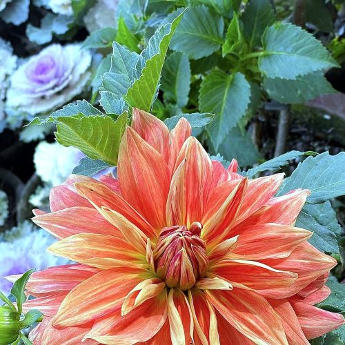 Dahlia — Peach