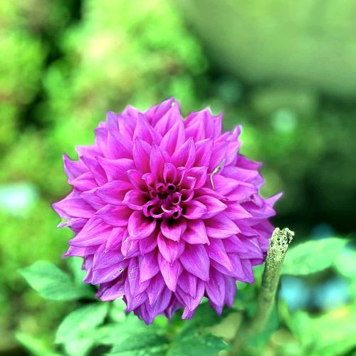 Dahlia — Purple
