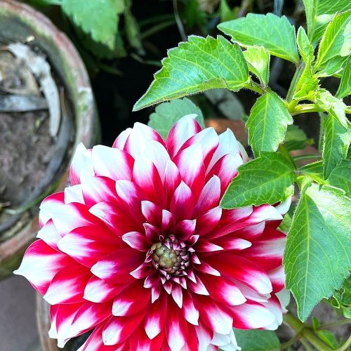 Dahlia — Red & White