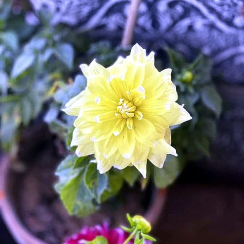 Dahlia — Yellow