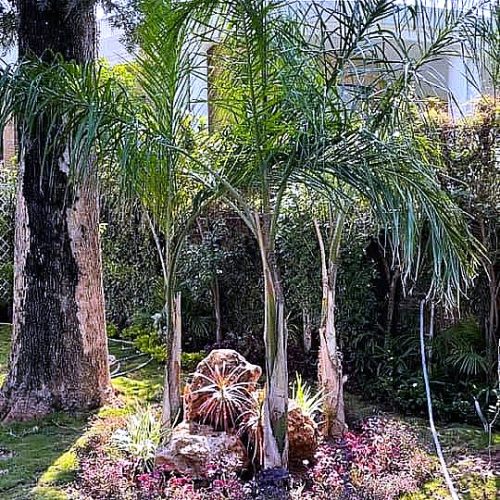 Date Palm