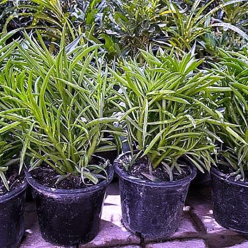 Dracaena / Spider Grass