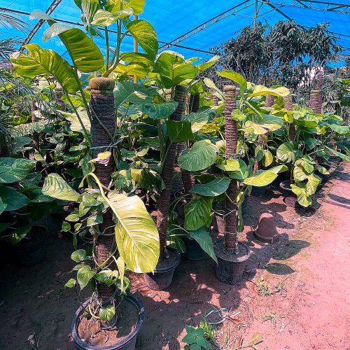Ficus