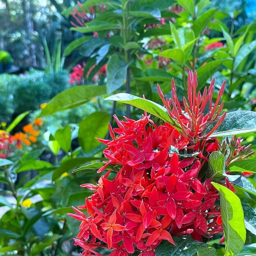 Flowering Shrubs