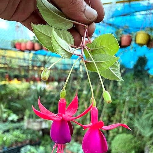 Fuchsia