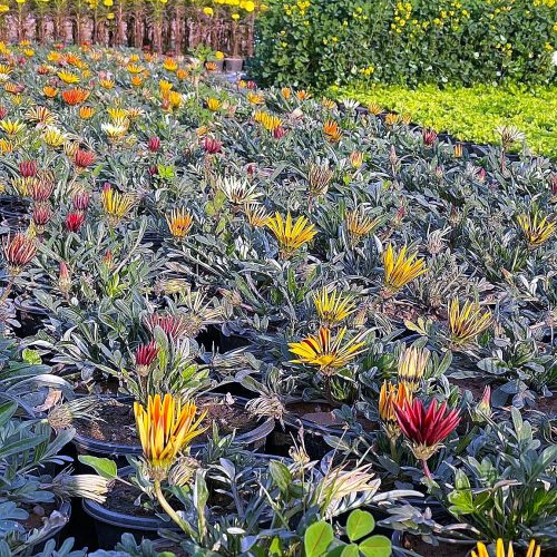 Gazania