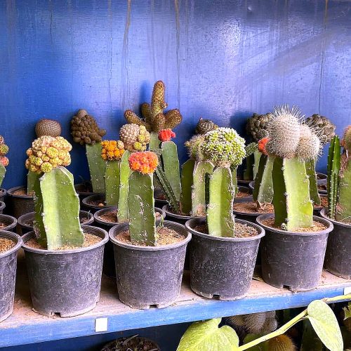 Grafted Cactus