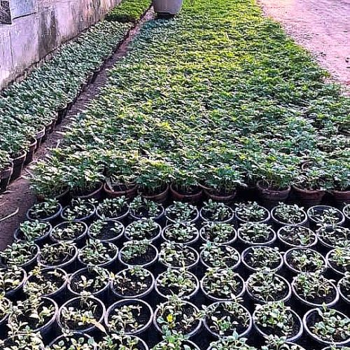 Ground Cover — Mixed Tray