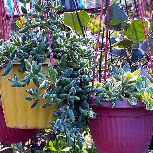 Hanging Baskets
