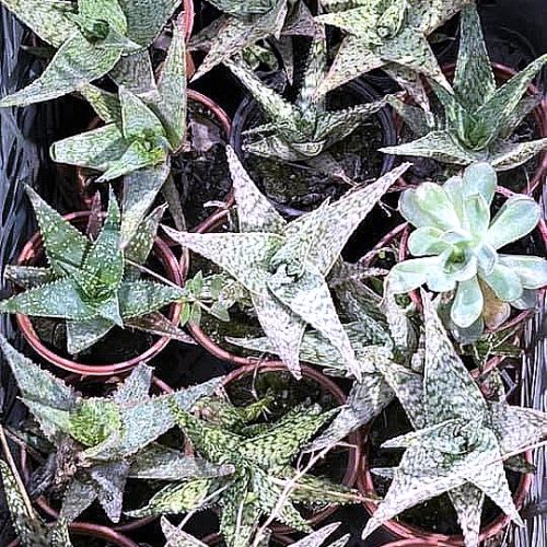 Haworthia