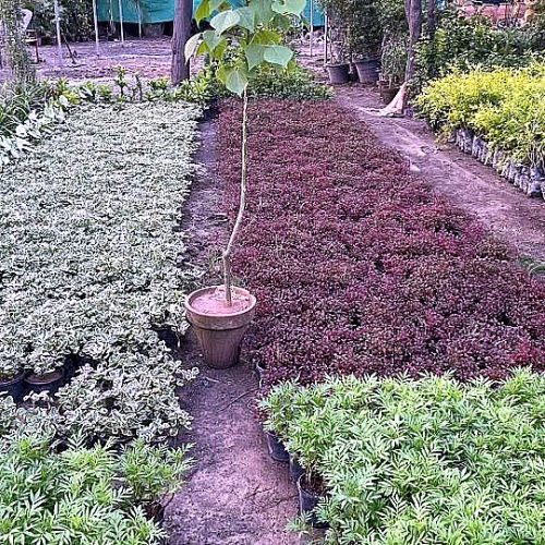 Hedging & Ground Cover