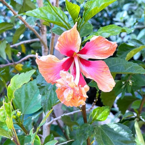 Hibiscus — Peach