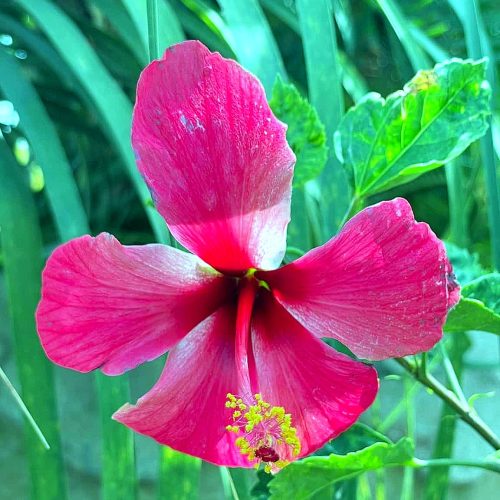 Hibiscus — Red