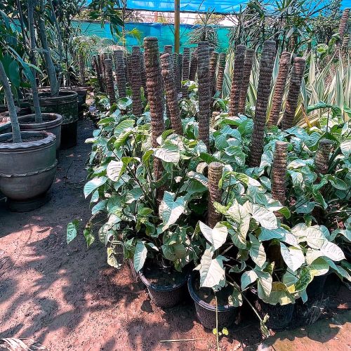 Indoor & Foliage Plants