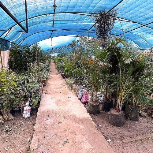 Indoor Palms
