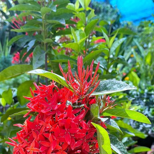 Ixora — Orange