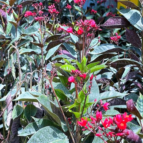 Jatropha
