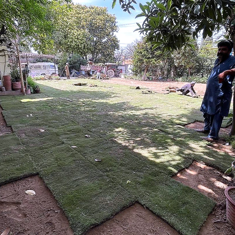 Lawn Grass — Supplied & Laid