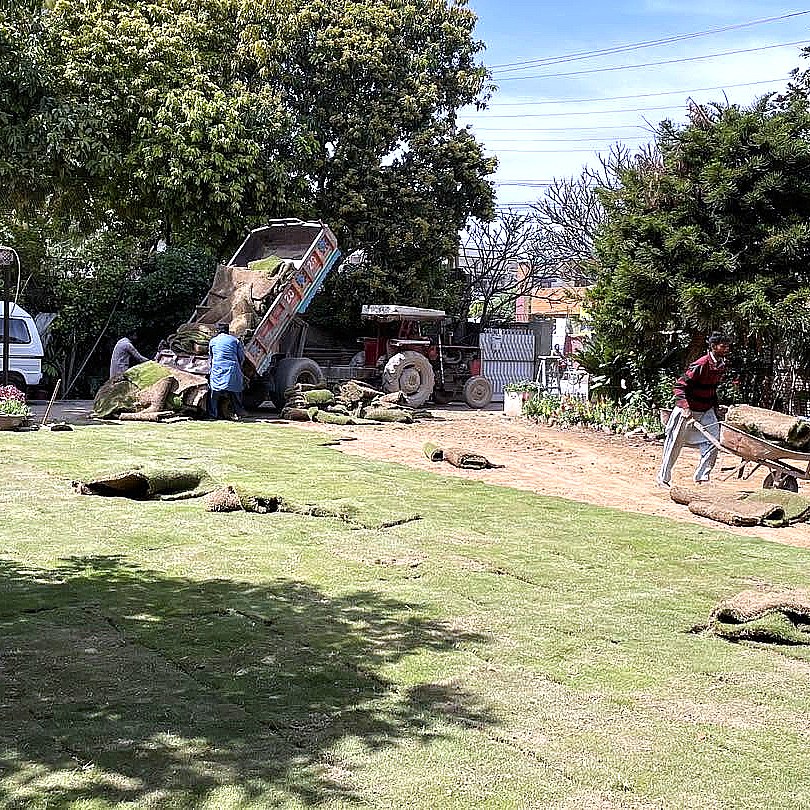 Lawn Grass — Supplied & Laid