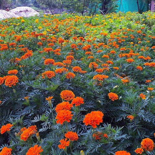 Marigold — Orange (Genda)
