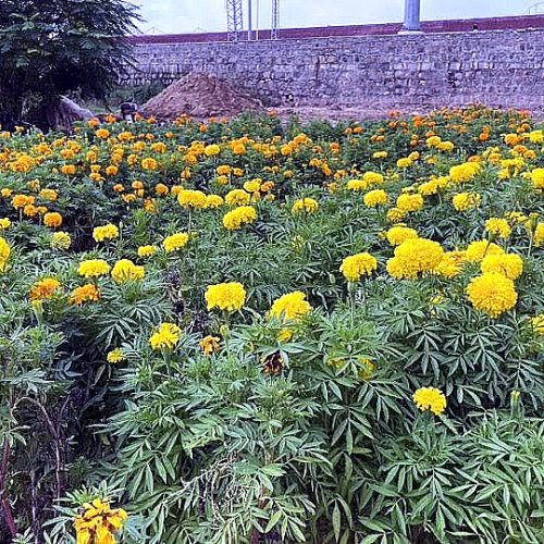 Marigold — Yellow (Genda)