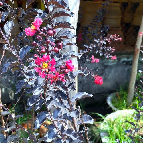 Mixed Flowering Shrubs