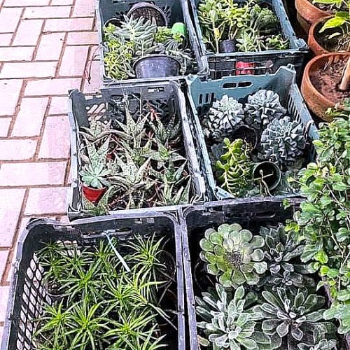 Mixed Succulent Tray