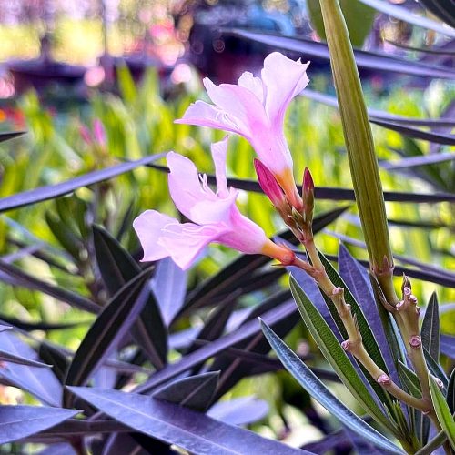 Oleander (Kaner)