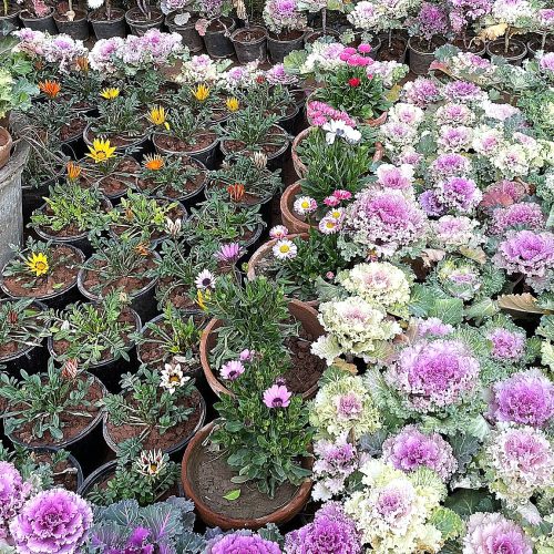 Ornamental Cabbage