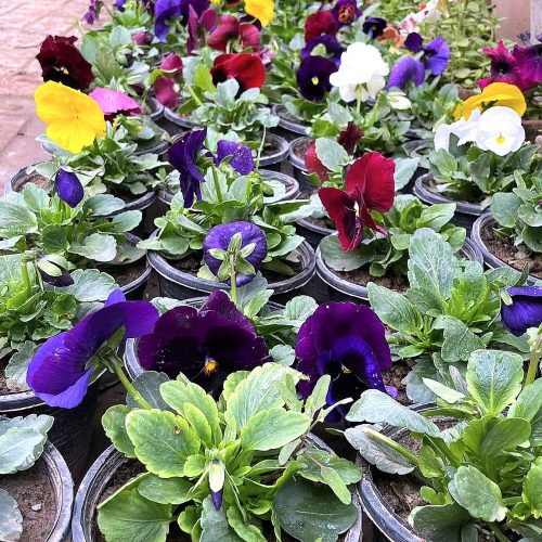 Pansy & Viola