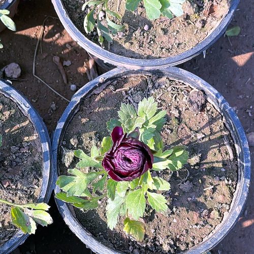 Ranunculus