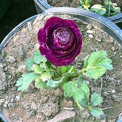 Ranunculus — Purple