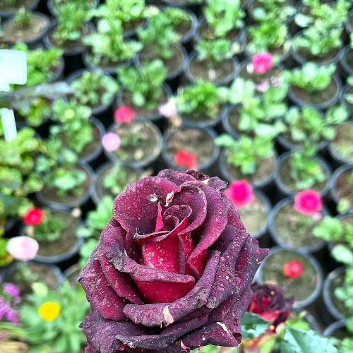 Rose — Black Beauty